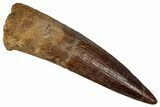 Fossil Spinosaurus Tooth - Real Dinosaur Tooth #355750-1